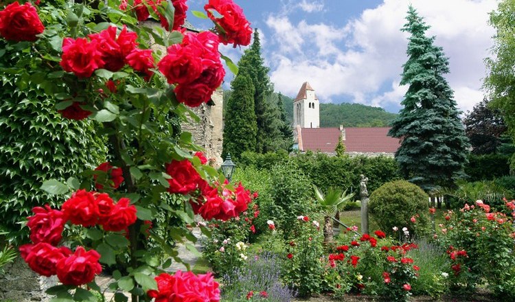 Roses in the monastery garden, © Hotel Richard Löwenherz Red roses bloom in a monastery garden with a church in the background.