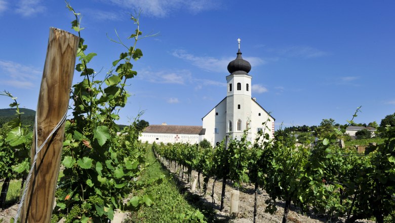Chapel, © Freigut Thallern Vineyard with chapel in the background under a clear sky.