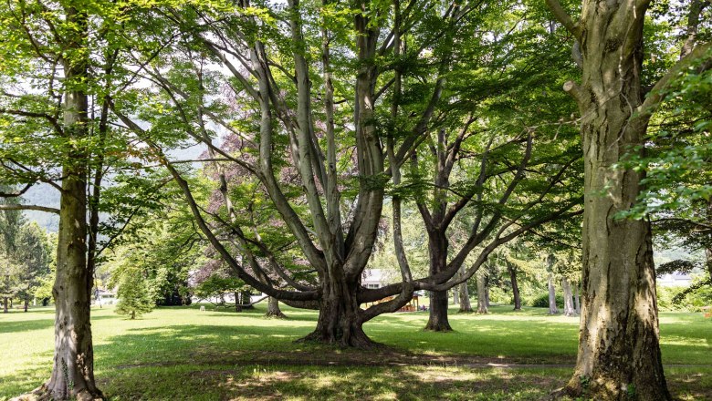 Parkhotel Hirschwang, © Friedl und Schmatz A large tree with spreading branches in a green park.