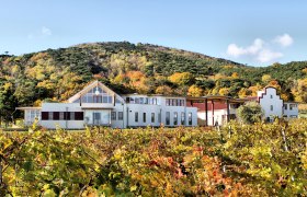 Winery with autumnal vines and wooded hill in the background.