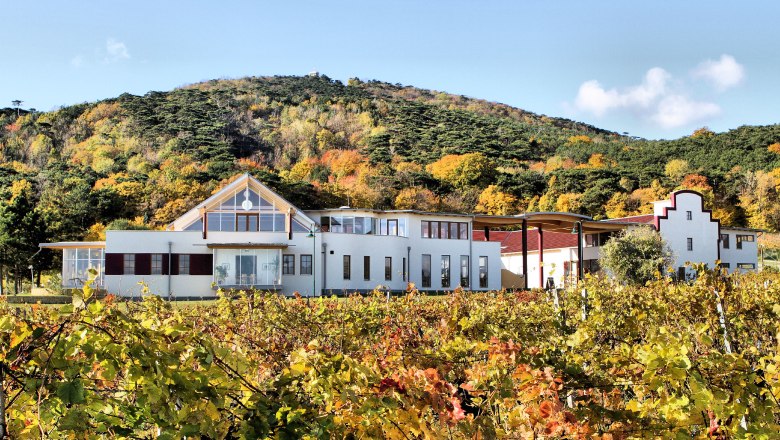 Winery with autumnal vines and wooded hill in the background.