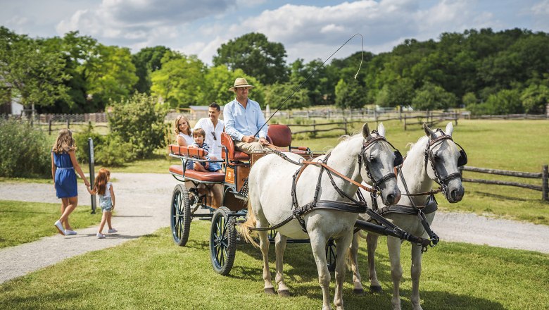 A carriage with two white horses pulls a family across a meadow near Schloss Hof.