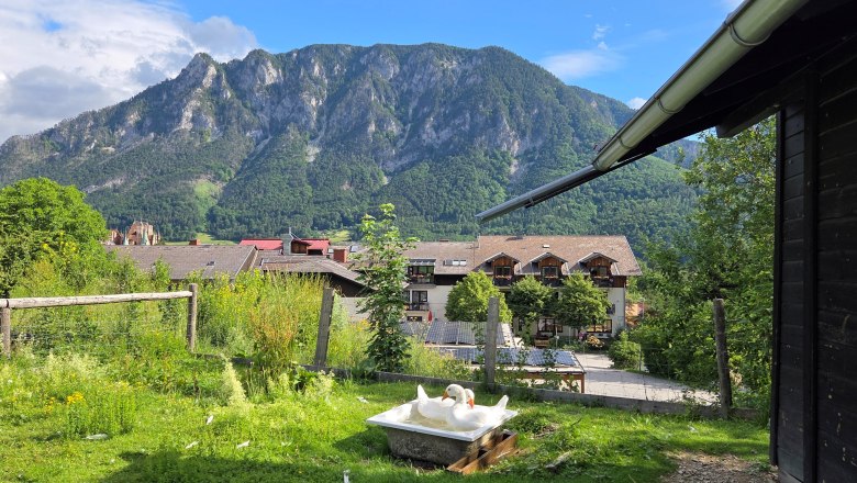 A goose is bathing in a tub in a meadow with mountains in the background.