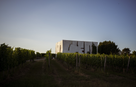 Modern architecture in the middle of a vineyard at sunset.