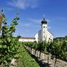 Vineyard with chapel in the background under a clear sky.