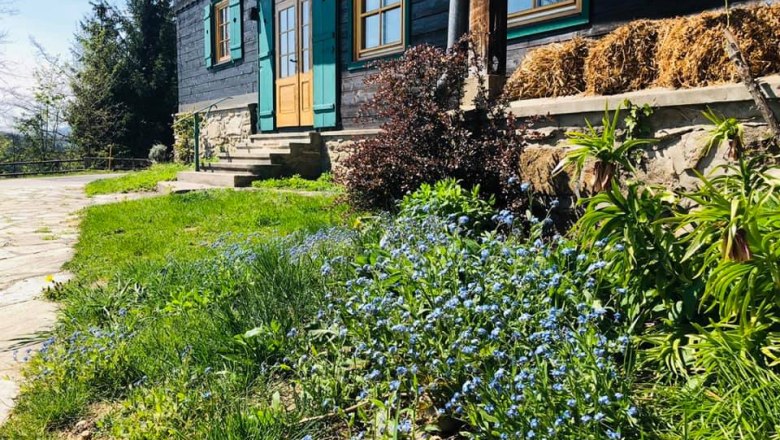 A house with green shutters and a wooden veranda, surrounded by blooming forget-me-nots and green vegetation.